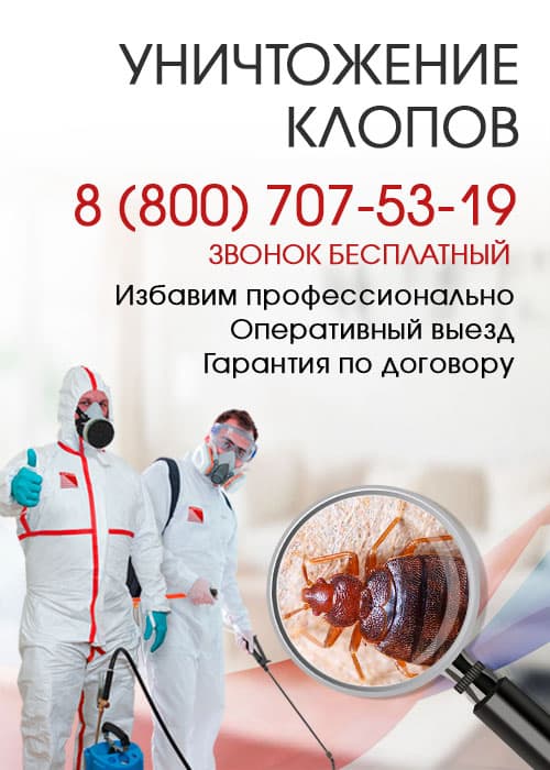 Уничтожение клопов в Люберцах