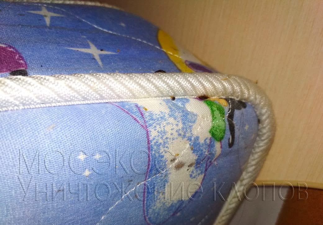 Домашние клопы в квартире