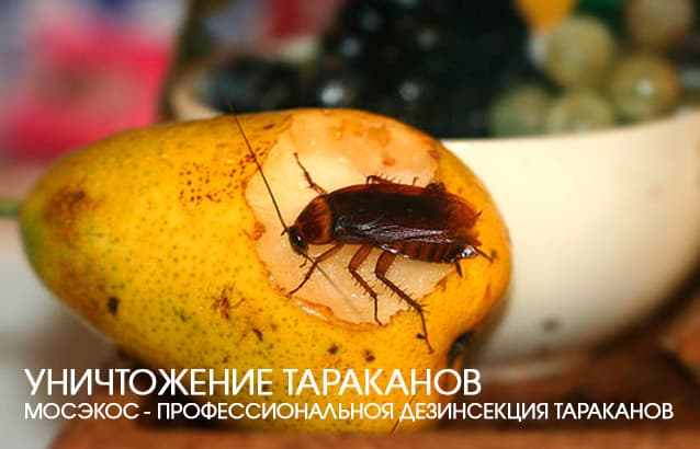 Тараканы в квартире