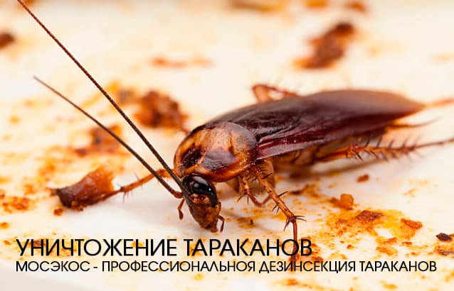 Дезинсекция