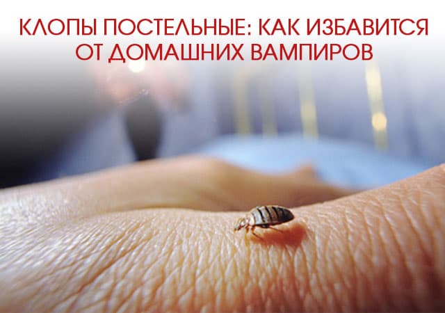 Как избавиться от домашних клопов в Люберцах