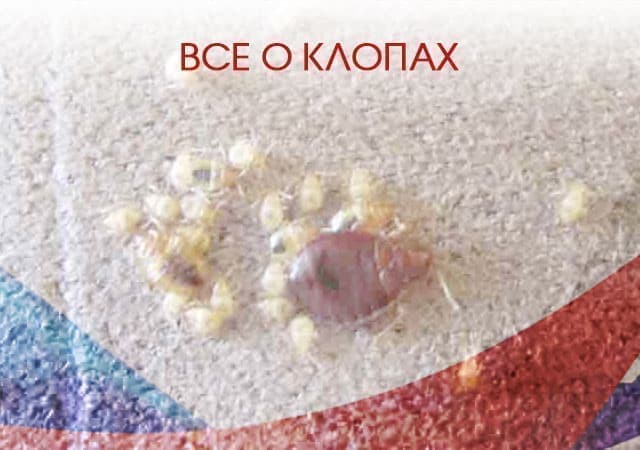 Все и клопах