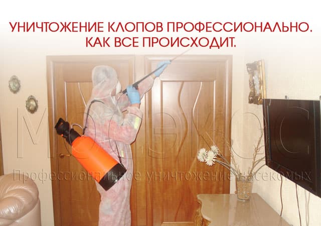 Уничтожение клопов профессионально в Люберцах