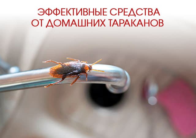 Эффективные средства от домашних тараканов