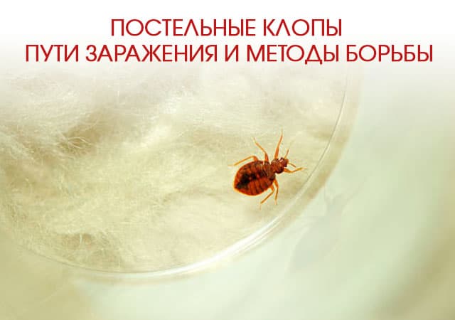 Постельные клопы как выглядят, укусы фото