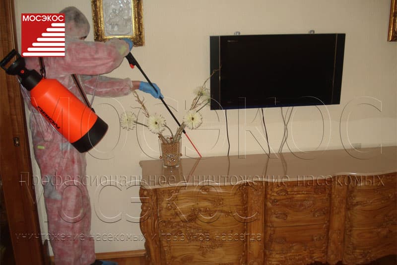 Откуда в квартире берутся клопы
