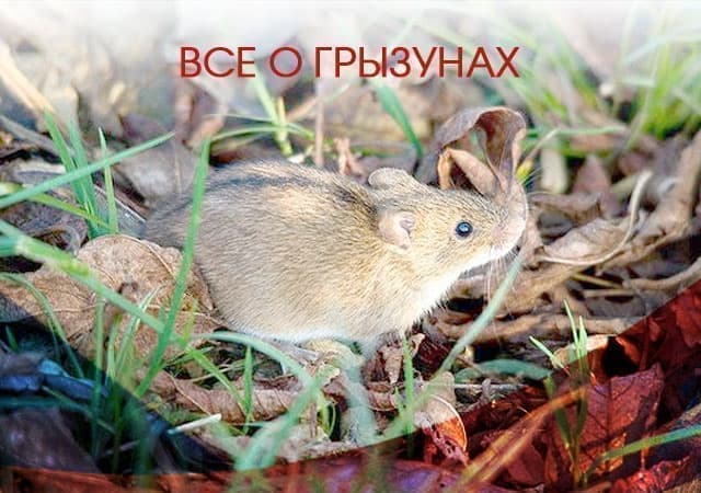 Все о грызунах