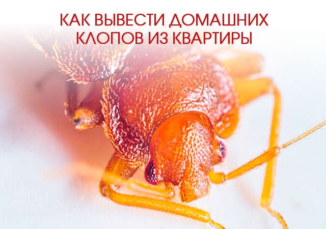 Как вывести домашних клопов из квартиры в Люберцах