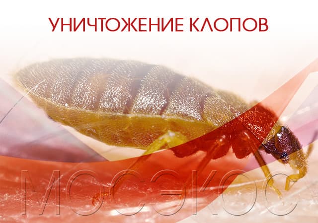 Уничтожение клопов в Люберцах