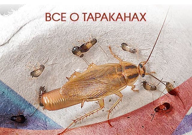 Все о тараканах