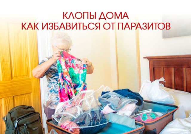 Клопы дома: как избавиться от паразитов в Люберцах