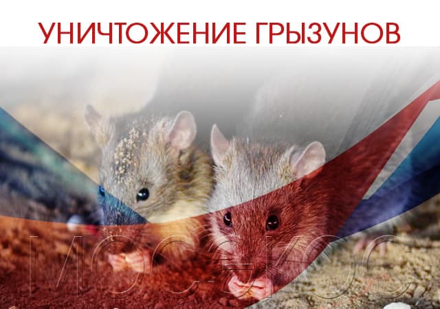 Проведение дератизации в Люберцах
